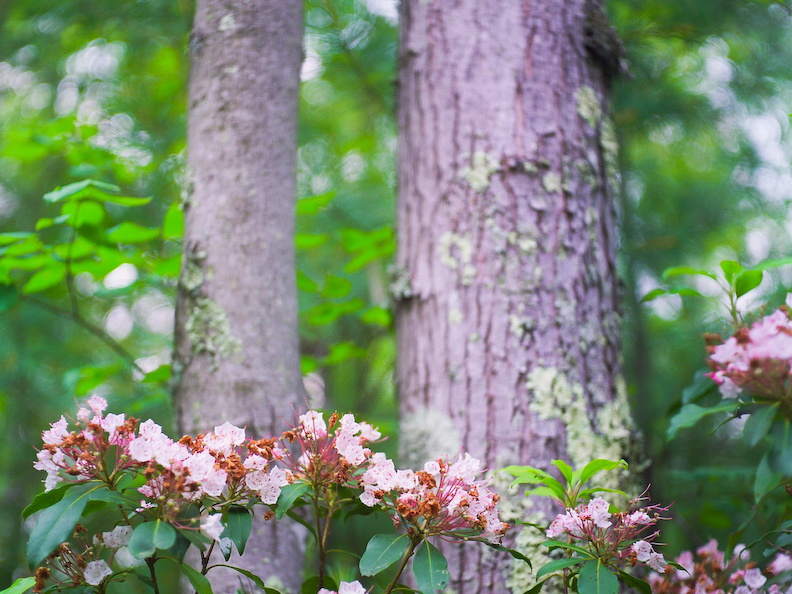 Red River Gorge, June 18, 2010